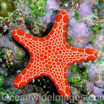 Biscuit Star (Pentagonaster duebeni). Also known as Biscuit Starfish. Solitary Islands, New South Wales, Australia