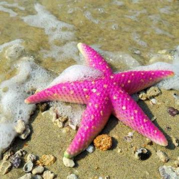 Pink-starfish-on-the-beach